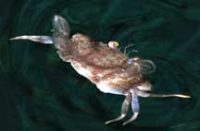 遊泳中のイシガニの仲間