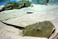 カブトガニ
