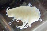 カイコウオオソコエビ(標本)