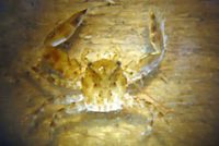 キクチカニダマシ？