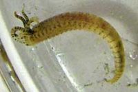 ヘラエラカザリゴカイの仲間