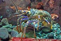 カノコイセエビ