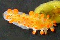カンザシウミウシ（上にのっている方）
