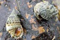 カヤノミカニモリ