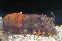 キタンヒメセミエビ