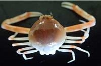 チョウチンコブシガニ