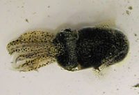 コウイカの子供(興奮している)