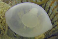 コウイカの卵(赤い目が見える)