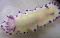 コモンウミウシ