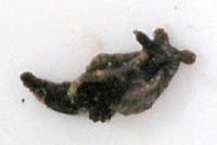 コネコウミウシ