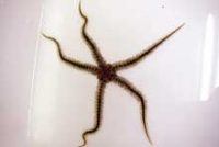 ナガトゲクモヒトデ?