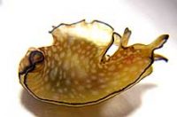 クロヘリアメフラシ