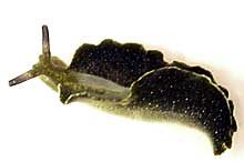 クロミドリガイ（緑色の体色のものでも尾の先は黒くない）