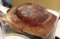 メンダコ(標本)