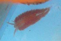 ミノウミウシの仲間
