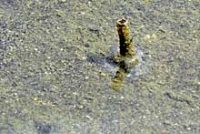 ムギワラムシの棲管