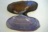 ムラサキガイ(下側は殻皮をはがした)