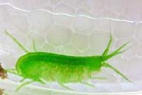 ニッポンモバヨコエビ