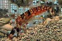 ニシキテッポウエビ