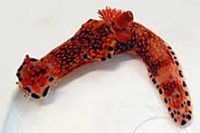 ニシキウミウシ