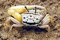 オキナワハクセンシオマネキ