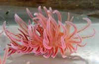 サガミミノウミウシ