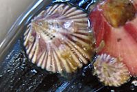 サンカクフジツボ