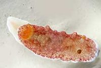 チリメンウミウシ