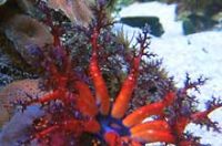 アデヤカキンコ(触手拡大)