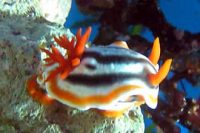 シライトウミウシ