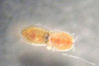 スイツキミジンコ属(雌雄がくっついている)