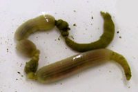 スジホシムシモドキ(いじめるとよじれる)