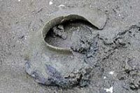 ツメタガイの卵塊(スナヂャワン)