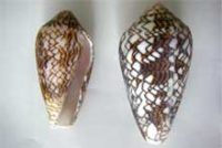 タガヤサンミナシ（打ち上げ）