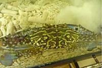 タイワンガザミ