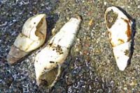 タケノコカワニナ