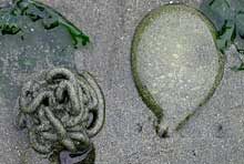 タマシキゴカイの糞（左）と卵塊（右）