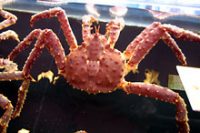 タラバガニ(甲面心域の棘が6つ)