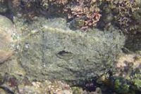 半分砂に潜っているタツナミガイ