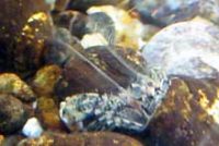 テナガシロヤドカリ(触角が羽状)