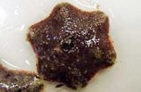 チビイトマキヒトデ(通常5腕)