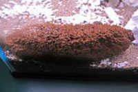 トゲクリイロナマコ