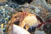 トゲツノヤドカリ(ヤドカリコテイソギンチャクをつける)