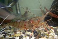 トヤマエビ(市場ではボタンエビで流通)