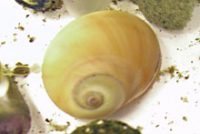 ツメタガイ