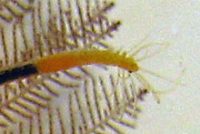 ツルヒゲシリス(頭部)