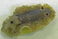 ウミウシの１種