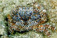 ウモレオウギガニ