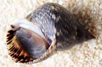 ウズラタマキビ