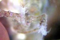 ワレカラの仲間(ドロノミの稚仔?)